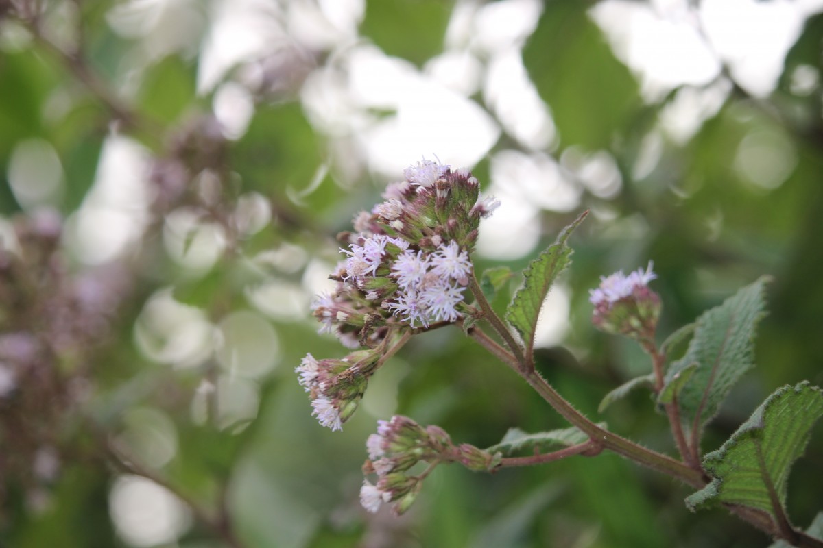 Acilepis setigera (Arn.) H.Rob. & Skvarla